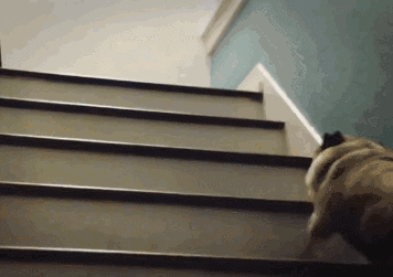 微信图片_20190724094030.gif